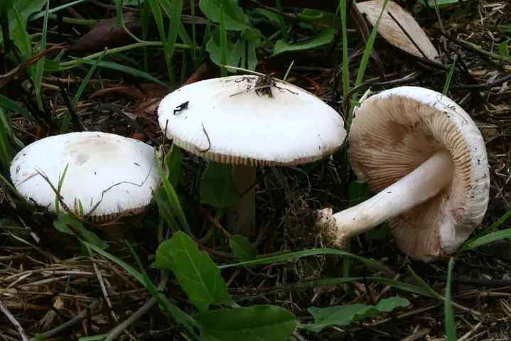 Pochwiak brązowopochwowy (Volvariella taylorii)