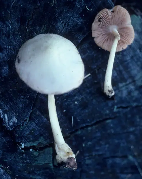 Pochwiak drobny (Volvariella hypopithys)