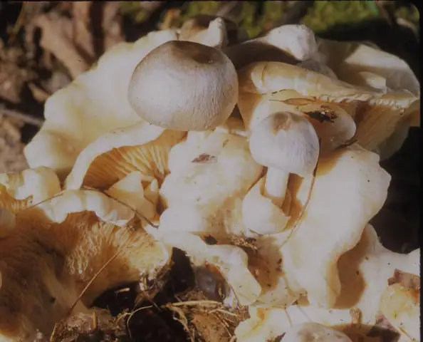 Pochwiak grzybolubny (Volvariella surrecta)