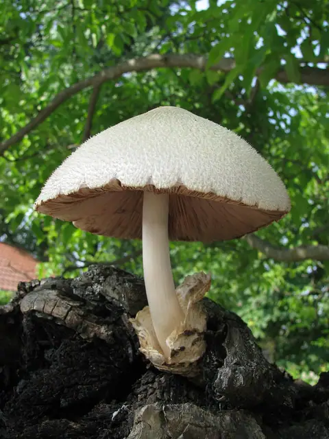 Pochwiak jedwabnikowy (Volvariella bombycina)