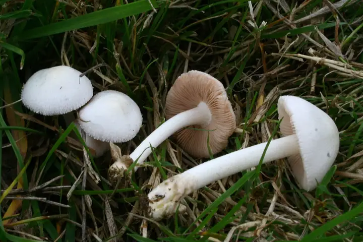 Pochwiak karłowaty (Volvariella pusilla)