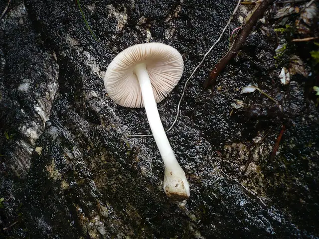 Pochwiak myszaty (Volvariella murinella)