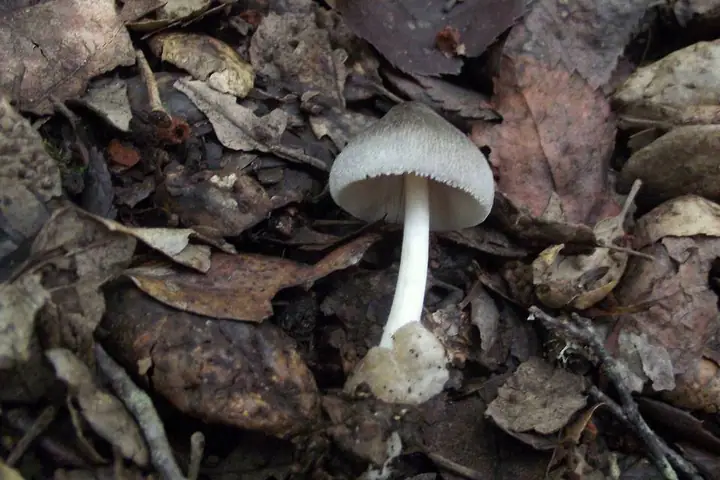 Pochwiak szarobrązowy (Volvariella caesiotincta)