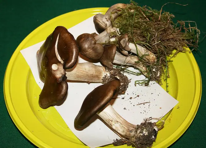 Podblaszek twardoskórkowy (Lyophyllum loricatum)