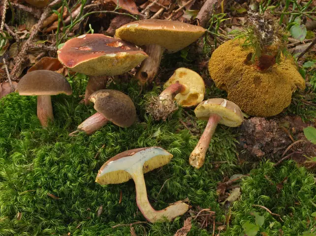 Podgrzybek aksamitny (Xerocomellus pruinatus)