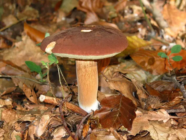 Podgrzybek brunatny (Imleria badia)