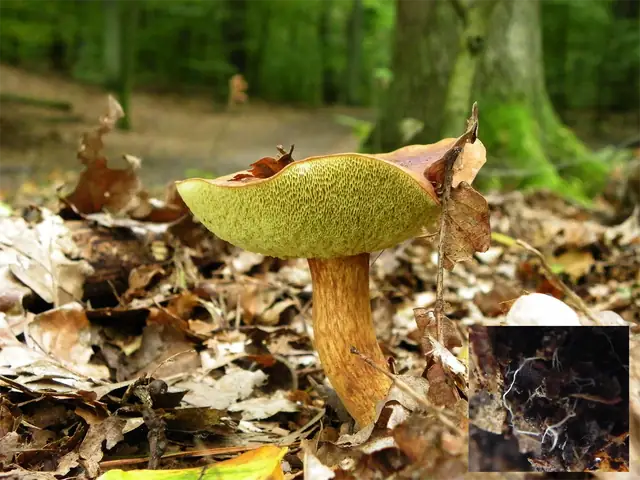 Podgrzybek brunatny (Imleria badia)