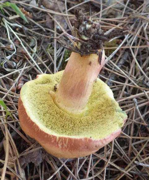 Podgrzybek brzoskwiniowy (Rheubarbariboletus armeniacus)
