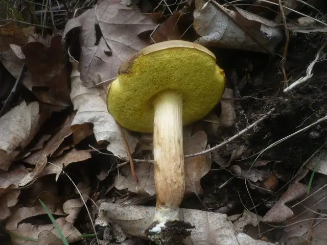 Podgrzybek zajączek (Boletus subtomentosus)