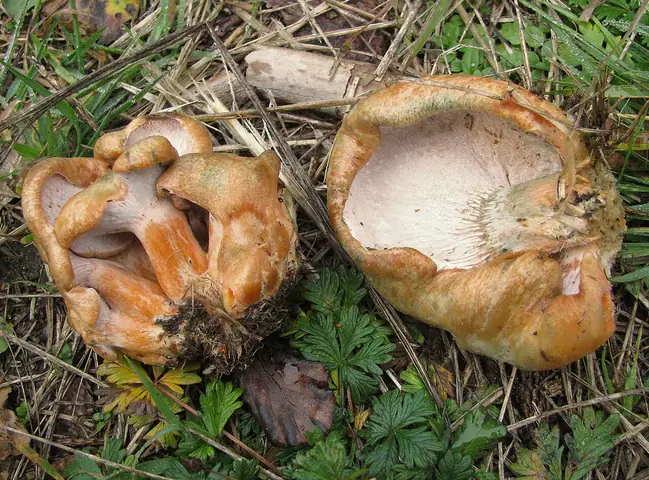 Podgrzybnica ceglasta (Hypomyces lateritius)