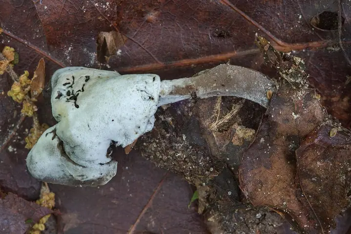 Podgrzybnica piestrzycowa (Hypomyces cervinus)
