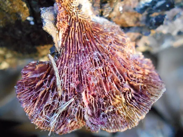 Podgrzybnica pomarańczowa (Hypomyces aurantius)