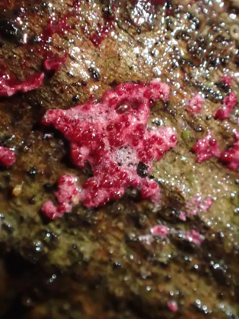 Podgrzybnica różowawa (Hypomyces rosellus)
