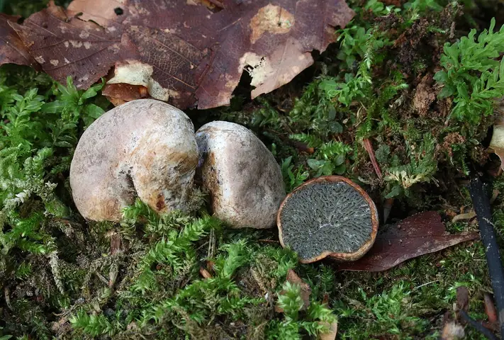 Podkorzeniak leszczynowy (Hysterangium stoloniferum)