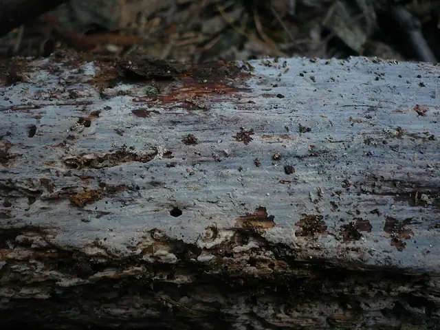Podstawkodrzewek błękitnawy (Basidiodendron caesiocinereum)