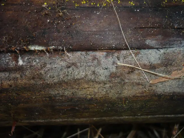 Podstawkorożek szary (Ceratobasidium cornigerum)