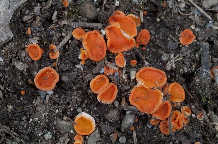 Poduszeczka pomarańczowa (Pulvinula convexella)