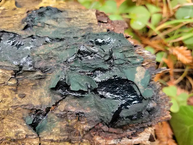 Podusznik rurkowaty (Camarops tubulina)