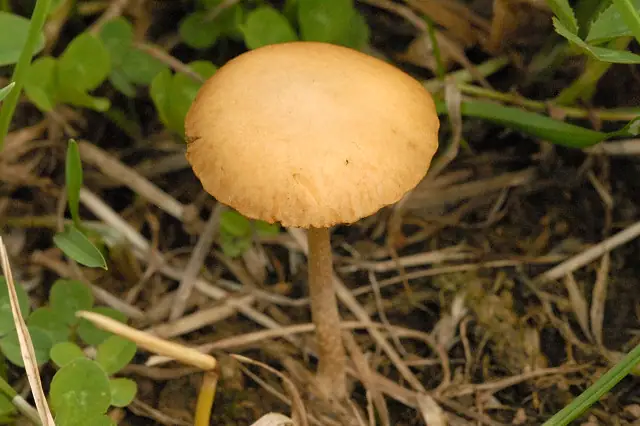 Polówka błotna (Agrocybe paludosa)