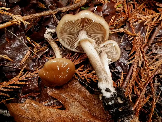 Polówka czekoladowobrązowa (Agrocybe erebia)