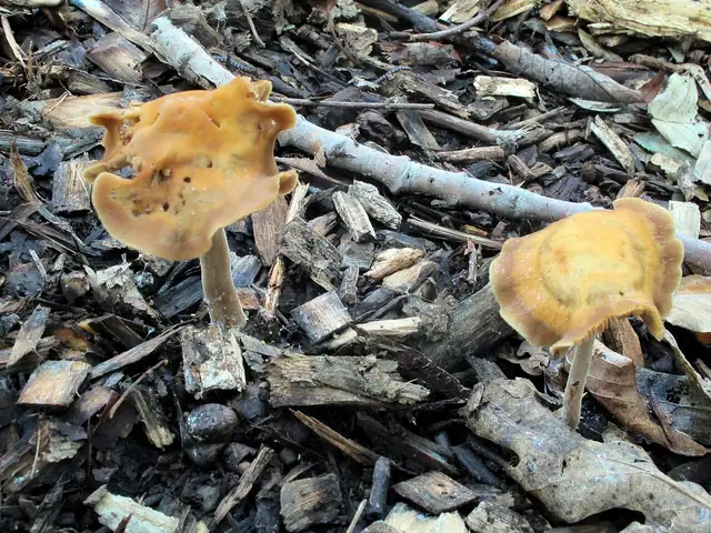Polówka korzeniasta (Agrocybe arvalis)