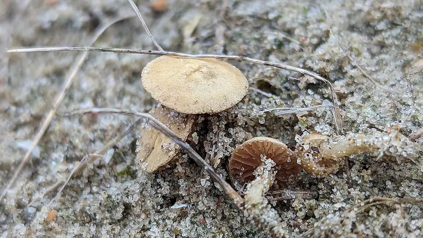 Polówka ochrożółta (Agrocybe pusiola)