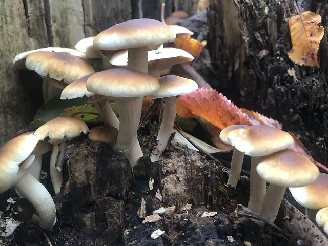 Polówka południowa (Agrocybe cylindracea)