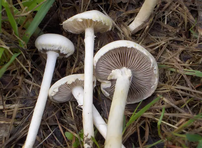Polówka popękana (Agrocybe dura)