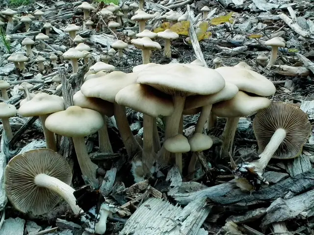 Polówka zdobnotrzonowa (Agrocybe putaminum)