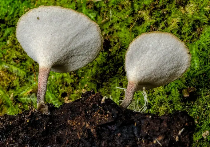 Polyporus leptocephalus