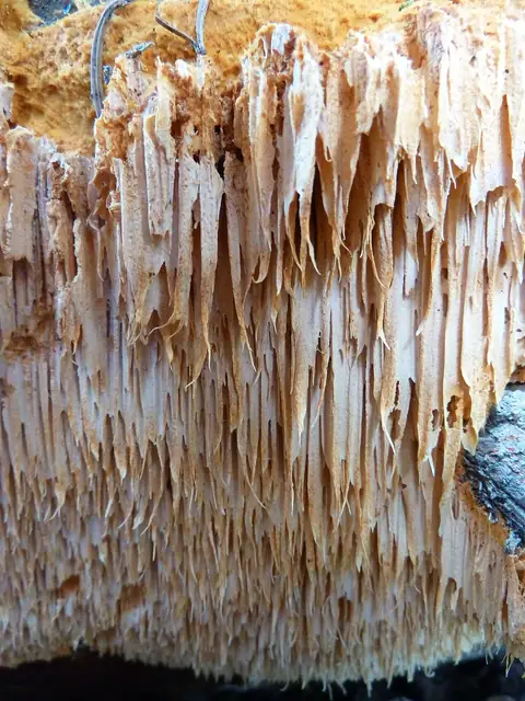 Pomarańczowiec bladożółty (Pycnoporellus alboluteus)