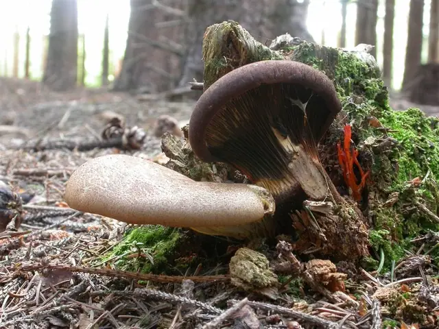 Ponurnik aksamitny (Tapinella atrotomentosa)