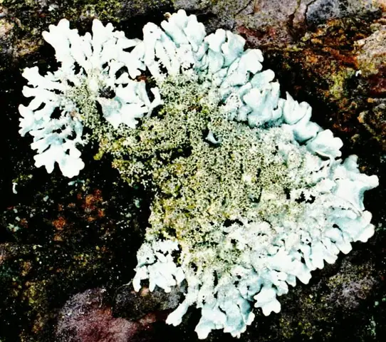 Popielak pylasty (Imshaugia aleurites)