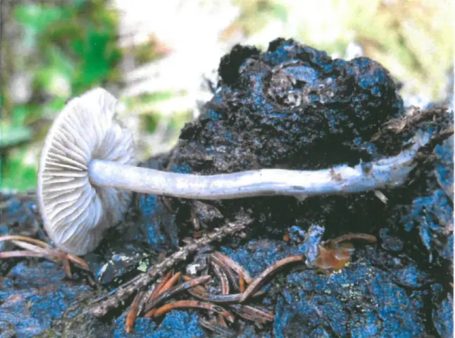 Popielatek igłolubny (Tephrocybe murina)