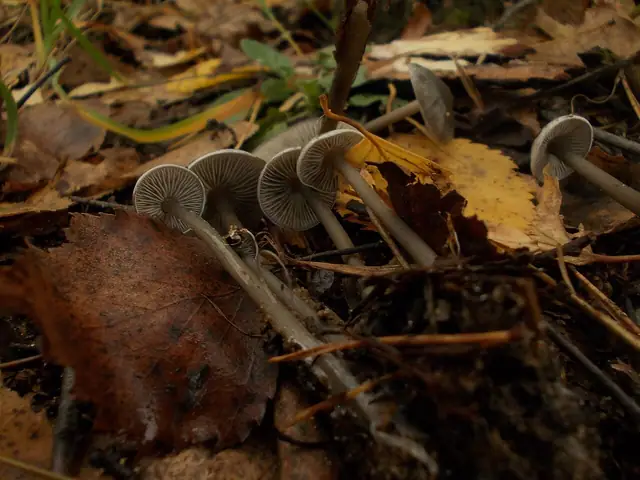 Popielatek mącznorzodkwiowy (Lyophyllum rancidum)