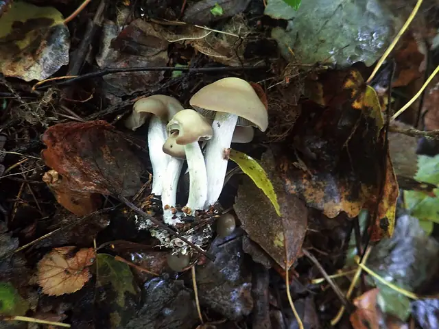 Popielatek mącznosmakowy (Tephrocybe putida)