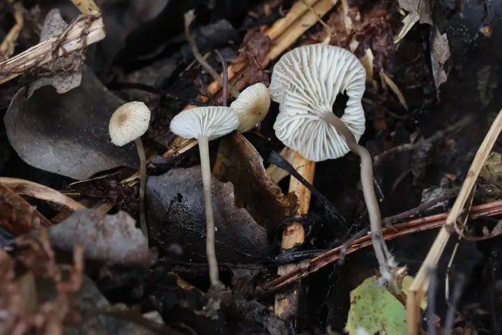 Popielatek pępówkowaty (Tephrocybe striipilea)