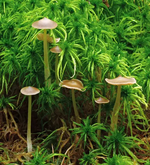 Popielatek torfowiskowy (Tephrocybe palustris)