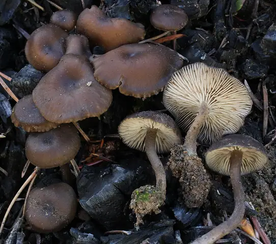 Popielatek węglolubny (Tephrocybe anthracophila)