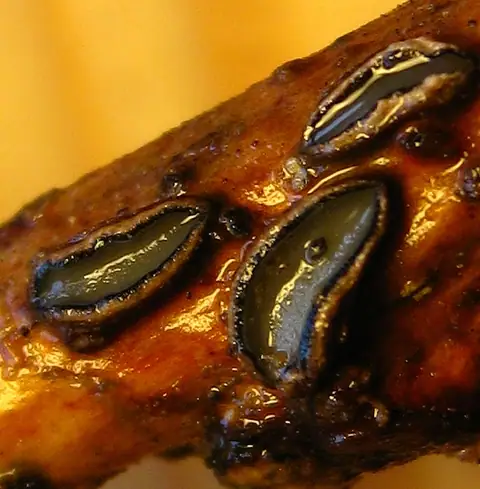 Poprzecznik dębowy (Colpoma quercinum)