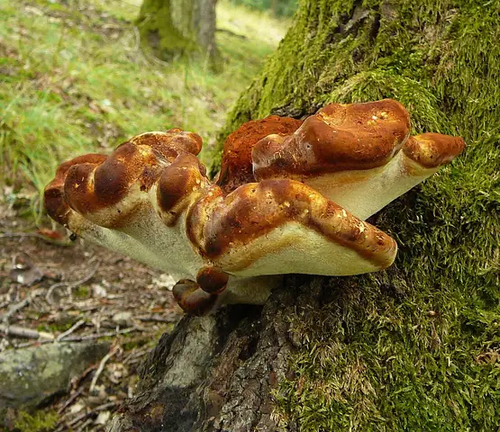Porek dębowy (Buglossoporus quercinus)