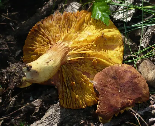 Poroblaszek żółtoczerwony (Phylloporus pelletieri)