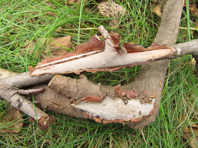 Powleczka olszowa (Vuilleminia alni)