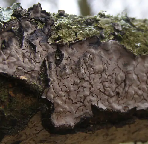 Powłocznica dębowa (Peniophora quercina)