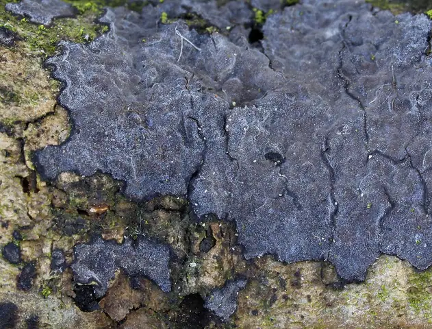 Powłocznica jesionowa (Peniophora limitata)