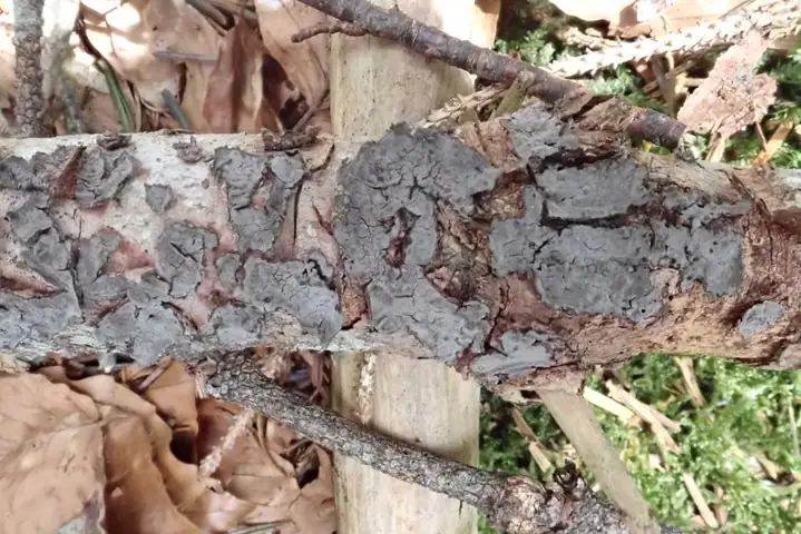 Powłocznica jodłowa (Peniophora piceae)