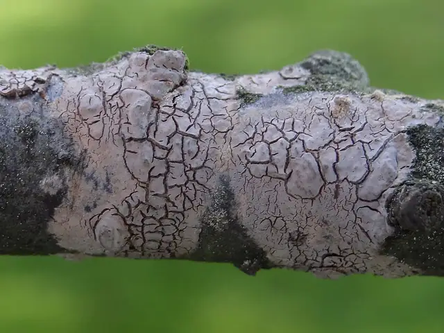 Powłocznica popielata (Peniophora cinerea)
