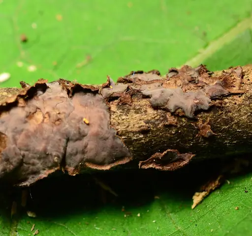Powłocznica świerkowa (Peniophora pithya)