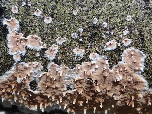 Powłoczniczek gładki (Cylindrobasidium laeve)