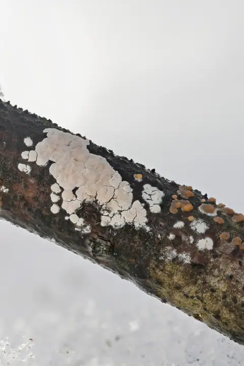 Powłocznik różowy (Corticium roseum)